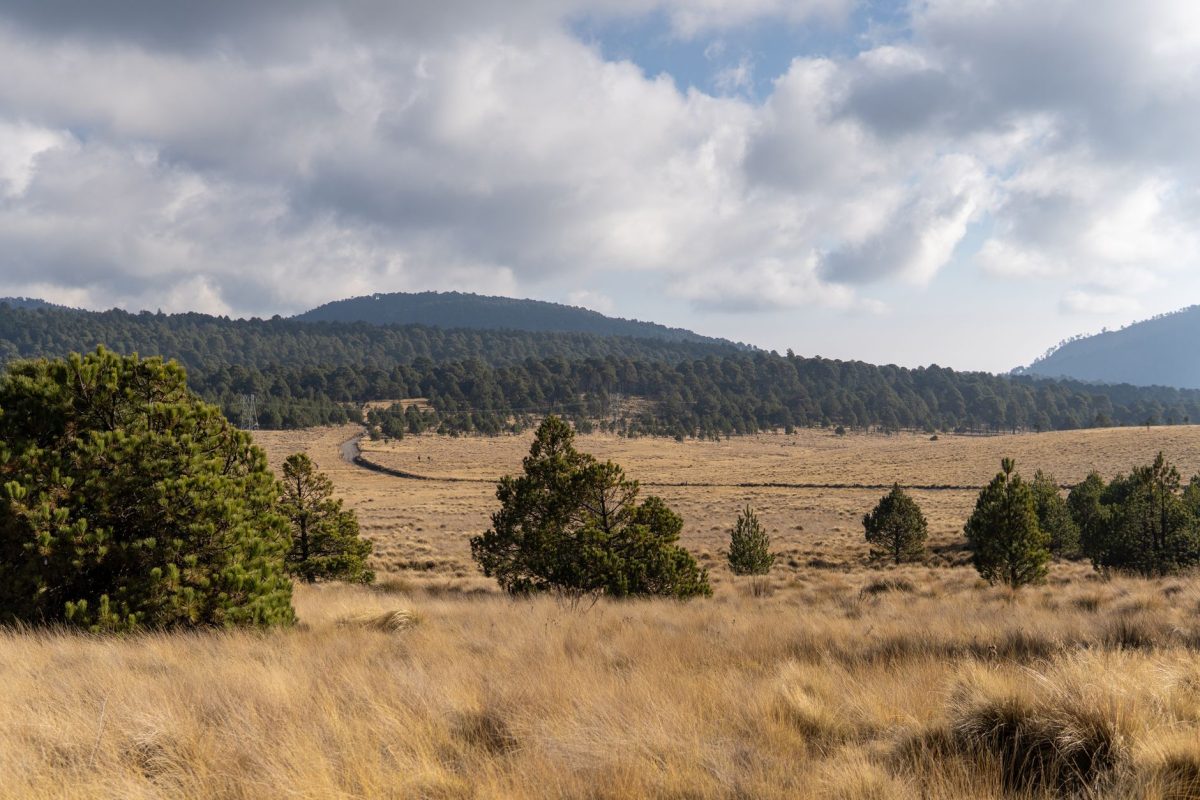 cortes de cabeleireiro